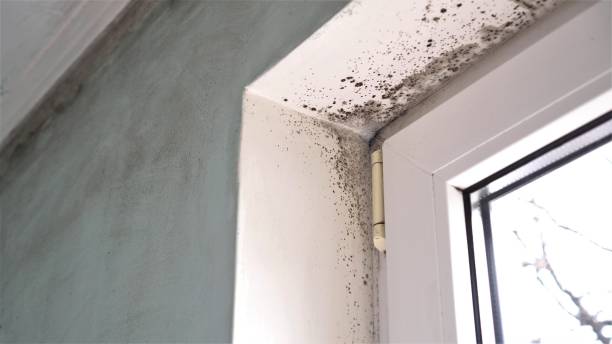 Best Localized Mold Remediation (e.g., coastal areas, humid climates) in Mount Gilead, OH