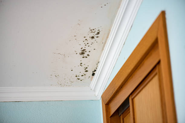Best Post-Remediation Services in Mount Gilead, OH