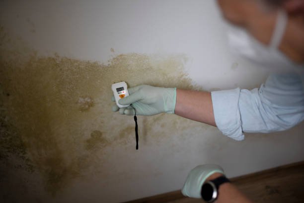 Best Black Mold Remediation in Mount Gilead, OH