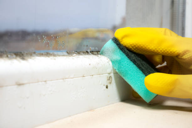 Best Insurance-Related Mold Remediation in Mount Gilead, OH