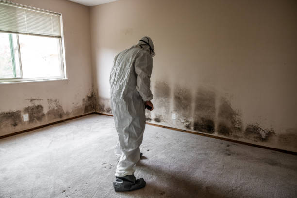 Best DIY Mold Remediation Support Services in Mount Gilead, OH